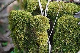 森林,日志,moss
