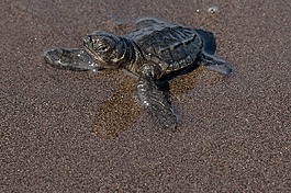 砂,reptilia,海滩