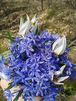 春,藍(lán)色,花