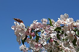 蘋果樹開花,鮮花,藍色的天空
