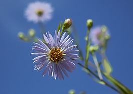 阿斯特拉,夏季花卉,天空