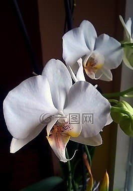 蘭花,花,盛開