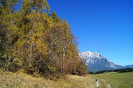 秋季,藍藍的天空,樹