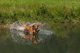 獵犬,狗,水