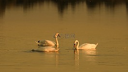 黄金时段,日落,水
