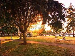 公園,日落,走