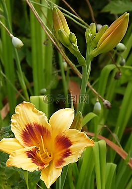 黄花菜,百合,花