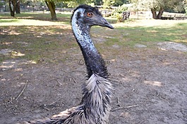 鴕鳥(niǎo),自然,動(dòng)物