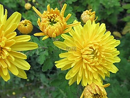 秋季,黄色,菊花