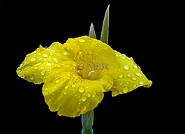花,自然,黃色