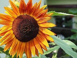 太陽花,夏季,黃色