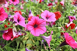 花卉,綠黨,夏季