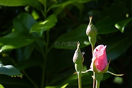 玫瑰,芽,開花