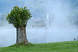 樹,寂寞,單