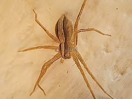 苗圃 web 蜘蛛,pisauridae,蜘蛛