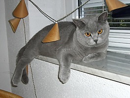 猫,窗台,卡马乔