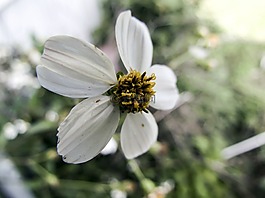 白,野花,特寫