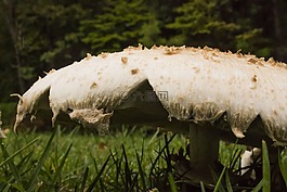 蘑菇,真菌學(xué),自然