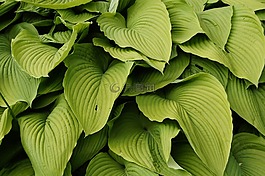 綠色,葉子,植物
