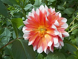 大麗花,花,花園