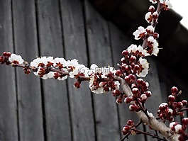 春天,杏,鮮花