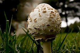 蘑菇,真菌學(xué),自然