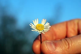 瑪格麗特,愛我或者不愛我,手拿著開出一朵花
