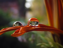 花,水滴,自然