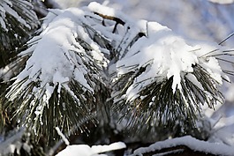 冬季,松,雪