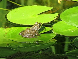 青蛙,池,兩棲類