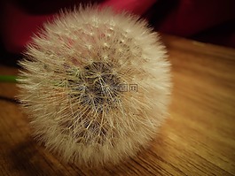 蒲公英,種子,自然