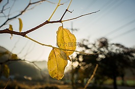 秋,秋天的顏色,藍(lán)色