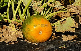 南瓜,蔬菜,橙綠