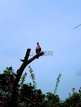 鳥,樹,羽毛