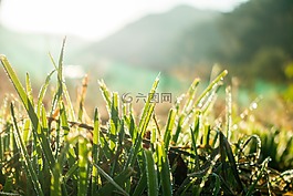 關(guān)閉了,作物,露水