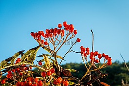 秋,藍色,藍色的天空