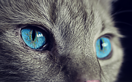 貓,動物,貓的眼睛