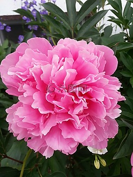 牡丹,粉紅色,花園
