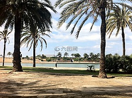 马洛卡,西班牙,棕榈树
