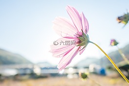 開(kāi)花,光明,宇宙