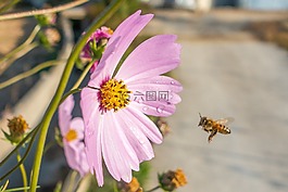 蜜蜂,植物區(qū)系,花