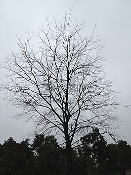 樹(shù),北海道,分支機(jī)構(gòu)