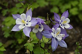 鴿的,花,開花