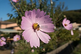 蜜蜂,宇宙,植物區(qū)系