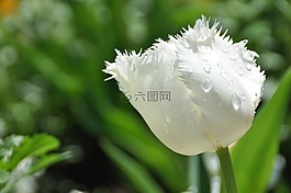 郁金香,花,春天