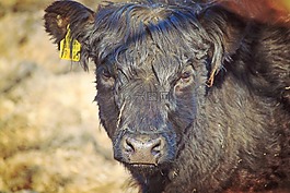 牛肉,蘇格蘭高地,動物