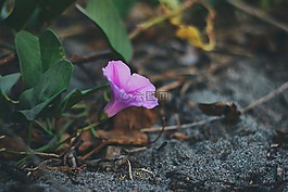 花,丁香,紫色