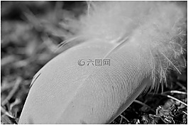 春天,nahaufmahme,鳥類羽毛