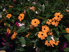 黑眼蘇珊藤,橙花,花園