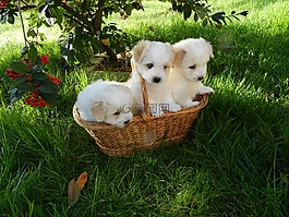 狗,小狗,動物